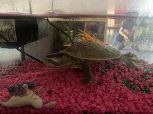 Dolly the turtle returned | The Centralian Today