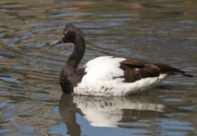 Take flight with bird count