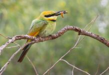 Australian Ringneck says count me in