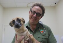 Keeping pooches safe