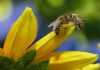 Attracting bees to the garden