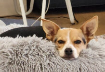 Dogs of Central Australia