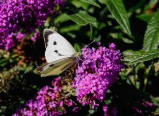 Managing grubs and caterpillars