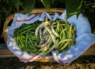 Beans are fun and highly productive