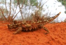 Traditional names are suburb’s theme