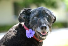 Commemorating animals in service