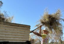 NT’s strategy for managing Buffel