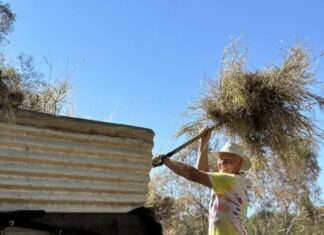 NT’s strategy for managing Buffel